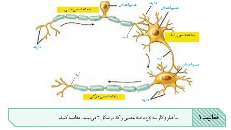 فعالیت 1 صفحه 3 فصل 1-زیست یازدهم