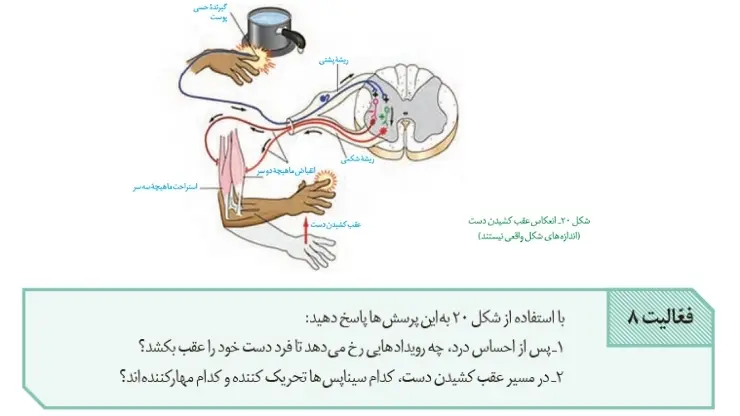 جواب فعالیت 8 صفحه 17 از زیست یازدهم فصل اول