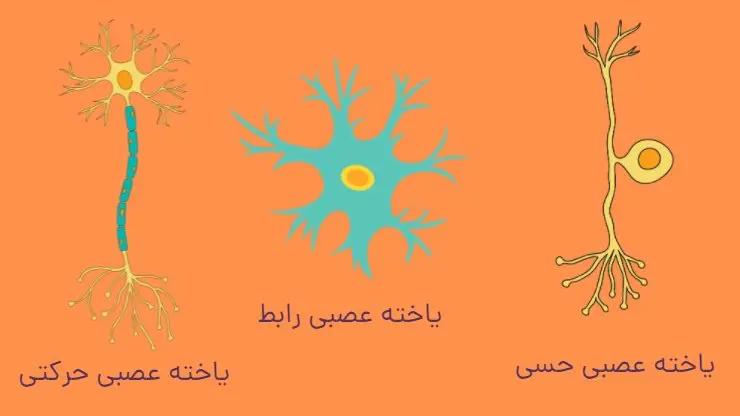 جواب فعالیت 1 صفحه 3 زیست یازدهم