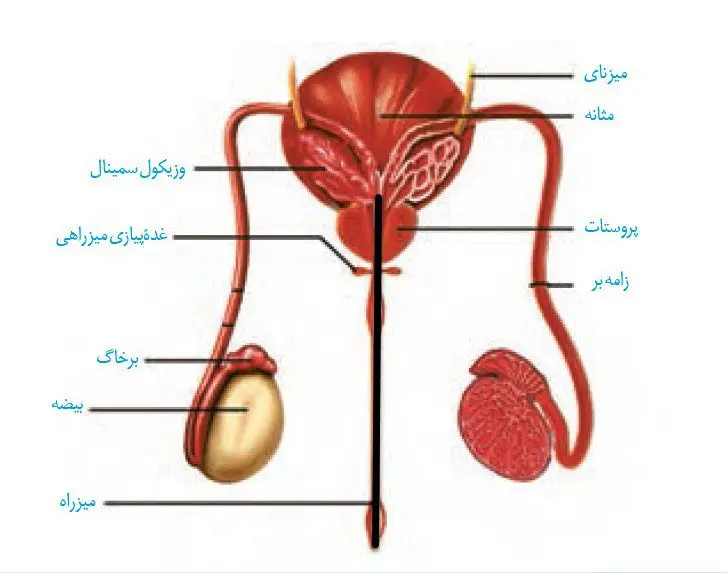 جواب فعالیت 2 صفحه 101 زیست یازدهم