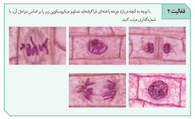 جواب فعالیت 2 صفحه 87 زیست یازدهم