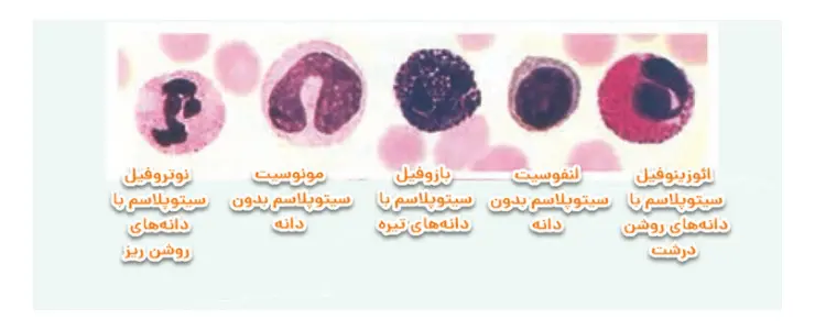 جواب فعالیت 3 صفحه 68 زیست یازدهم