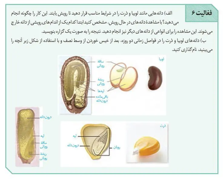 جواب فعالیت 6 صفحه 131 زیست یازدهم