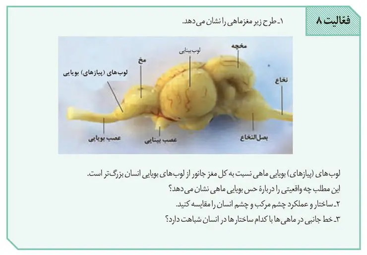 جواب فعالیت 8 صفحه 35 زیست یازدهم