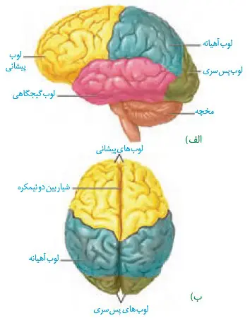 لوب‌های مخ از جلو و نیم‌رخ زیست یازدهم