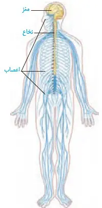 دستگاه عصبی مرکزی زیست یازدهم