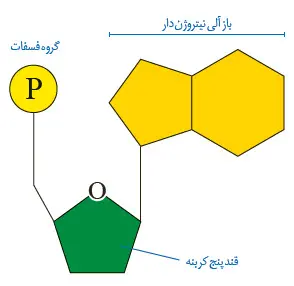 اجزای یک نوکلئوتید-زیست پایه دوازدهم فصل یک