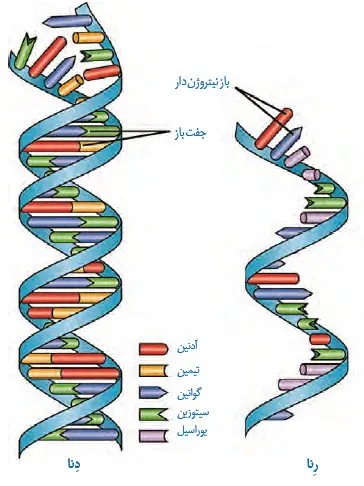 DNA دو رشته‌ای و RNA تک رشته‌ای-فصل 1 زیست 12ام
