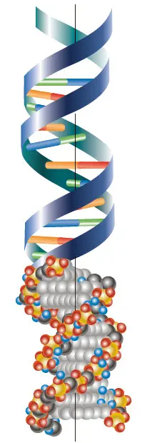 مدل مارپیچ دو رشته‌ای DNA-فصل 1 زیست کلاس دوازدهم