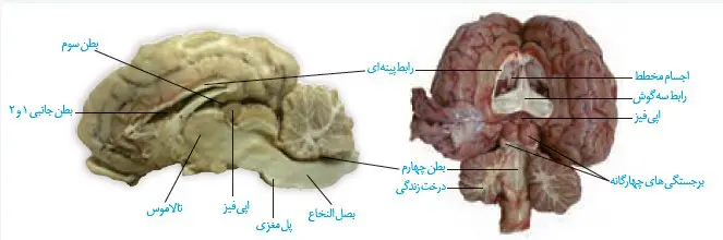 مشاهدۀ بخش های درونی مغز زیست یازدهم