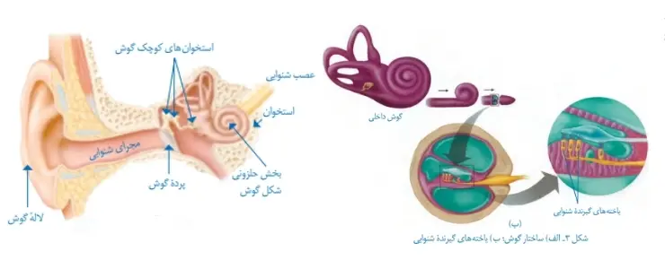 جواب فعالیت صفحه 38 علوم هشتم