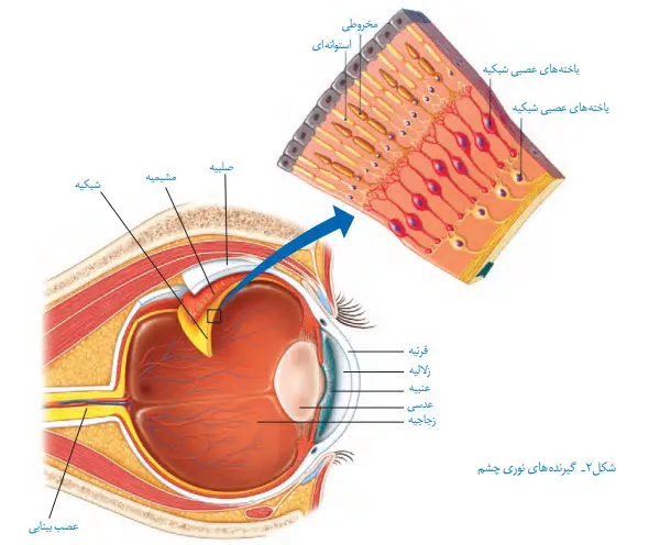 جواب فعالیت صفحه 36 علوم هشتم