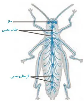 دستگاه عصبی حشرات فصل 1 زیست 2