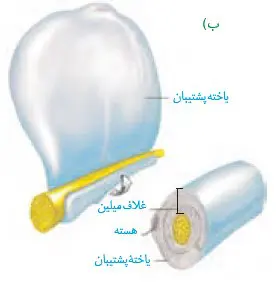 چگونگی ساخت میلین فصل اول زیست یازدهم