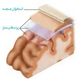آزاد شدن ناقل عصبی و اثر ان بر سیناپس زیست یازدهم