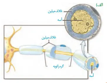 غلاف میلین فصل اول زیست یازدهم