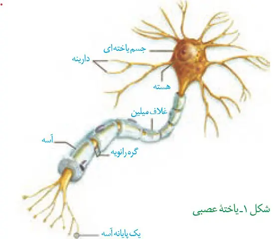 یاخته عصبی فصل اول زیست یازدهم