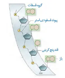 بخشی از رشته نوکلئیک اسید