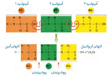 تشکیل پیوند پپتیدی-زیست شناسی دوازدهم