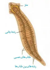 دستگاه عصبی پلاناریا زیست 2 فصل 1