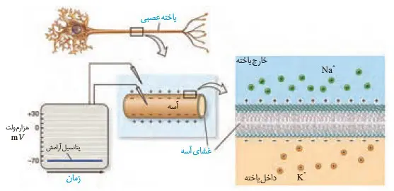پتانسیل آرامش فصل یک زیست یازدهم