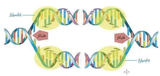 همانندسازی DNA-کتاب زیست پایه دوازدهم فصل اول