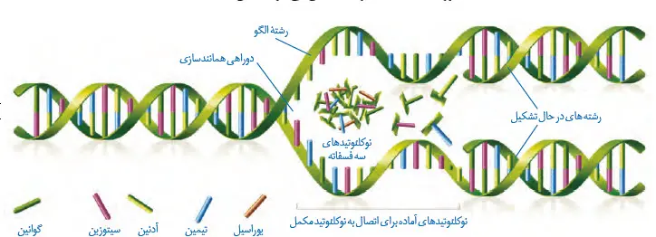 همانندسازی RNA-دوازدهم زیست شناسی فصل 1