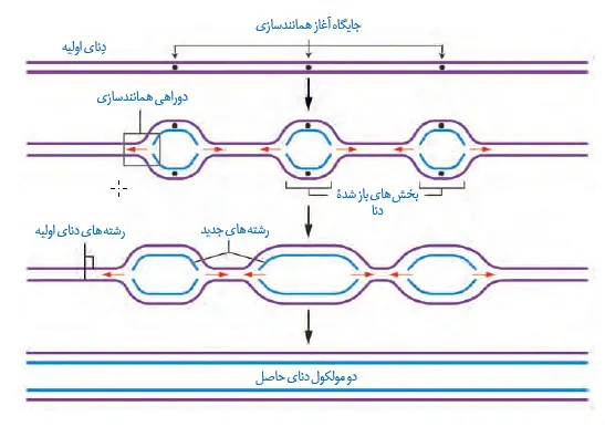 همانندسازی در یوکاریوت‌ها-فصل 1 زیست دوازدهم