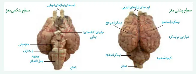 بررسی بخش های خارجی مغز زیست یازدهم