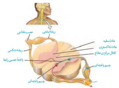 عصب نخاعی درس اول زیست یازدهم