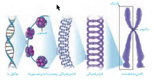 حداکثر فشردگی کروموزوم‌ها-زیست یازدهم