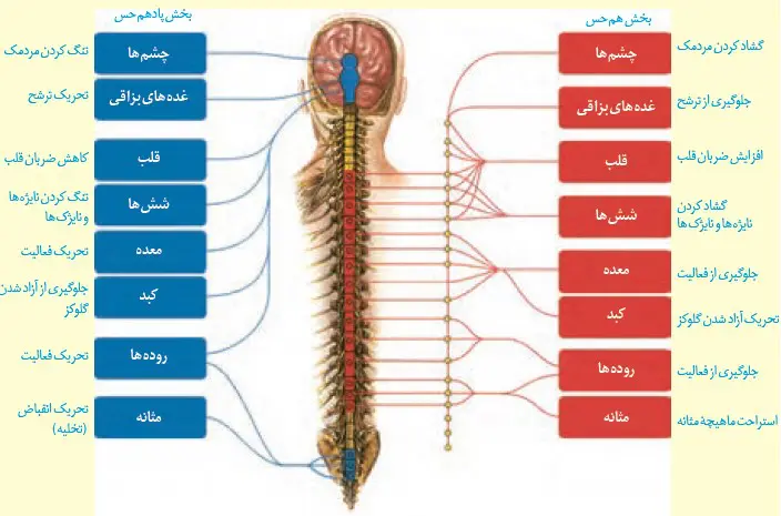 نقش دستگاه هم حس و پادهم حس زیست یازدهم