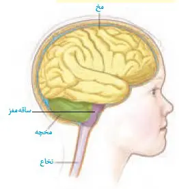 سه بخش اصلی مغز زیست یازدهم فصل اول