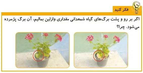 فکر کنید صفحه 104 علوم پنجم