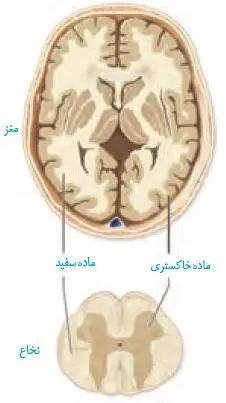 برشی عرضی مغز فصل یکم زیست پایه یازده