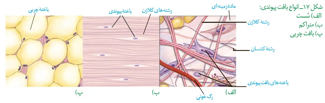 انواع بافت پیوندی گفتار سوم فصل اول زیست دهم