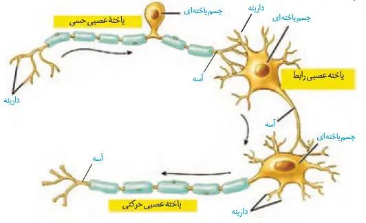 انواع یاخته‌های عصبی فصل اول زیست یازدهم