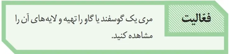 گام به گام فصل دو زیست دهم | پاسخ فعالیت صفحه 19