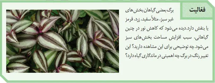 پاسخ فعالیت صفحه 85 زیست دهم