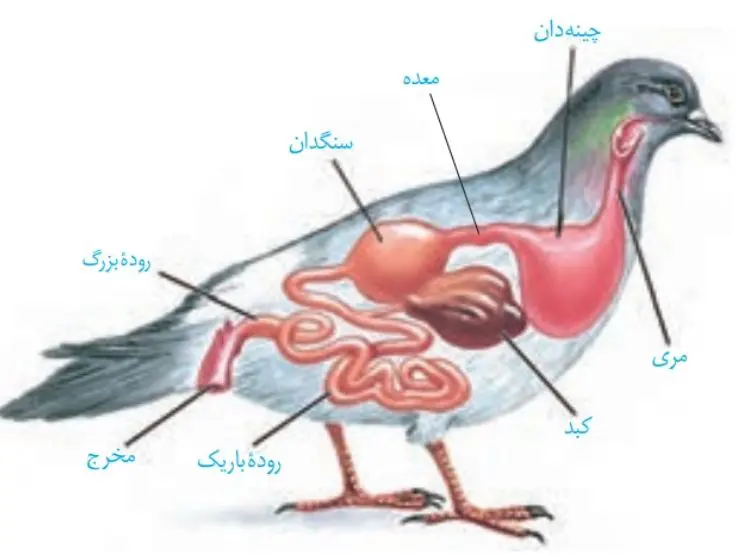 لوله گوارش در پرنده دانه‌خوار | فصل دو زیست دهم