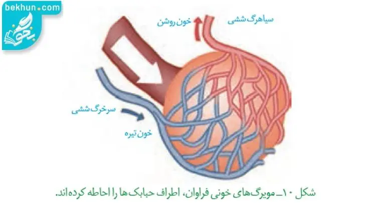 مویرگ‌های خونی زیست سال دهم فصل 3