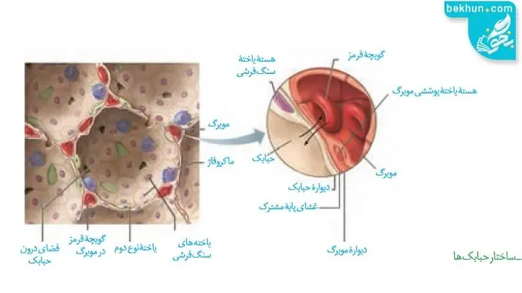 ساختار حبابک زیست سال دهم فصل 3