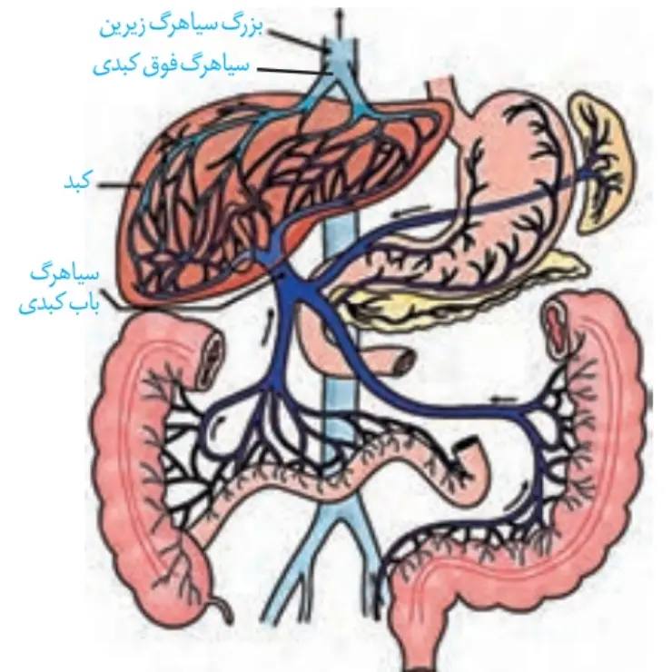 گردش خون دستگاه گوارش |فصل دوم زیست دهم