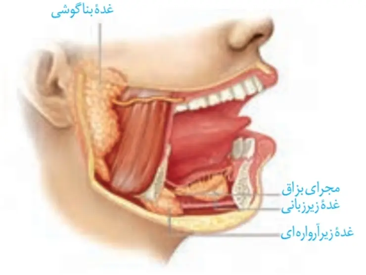غدد گوارشی فصل دو زیست پایه دهم