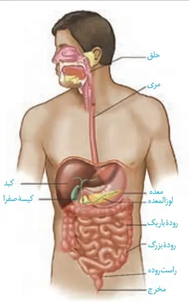 لوله گوارش و اندام‌های مرتبط با آن