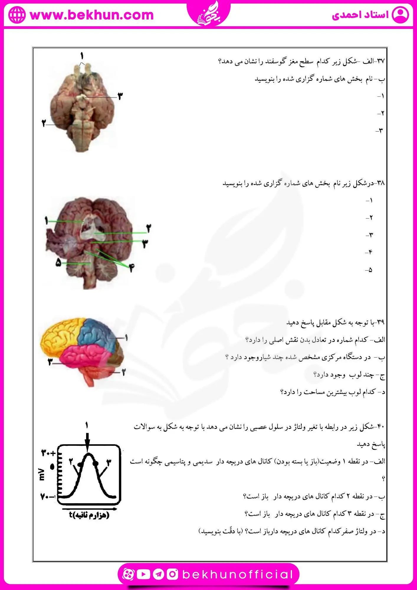 نمونه سوال فصل اول زیست یازدهم | تنظیم عصبی 30 نمونه سوالات فصل اول زیست یازدهم