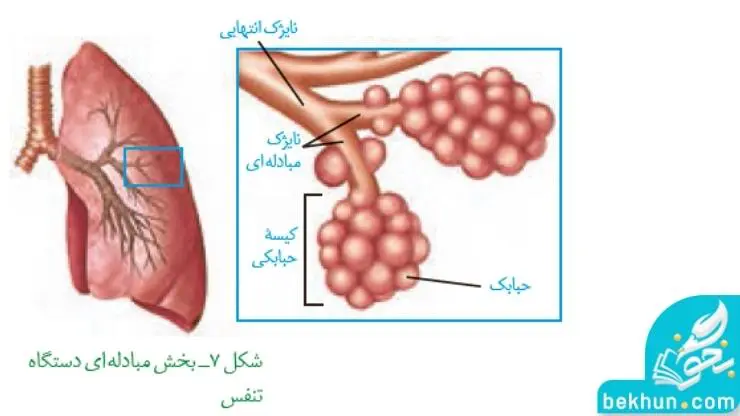 کیسه‌های حبابکی زیست شناسی دهم فصل 3