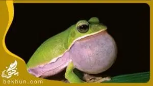 frog