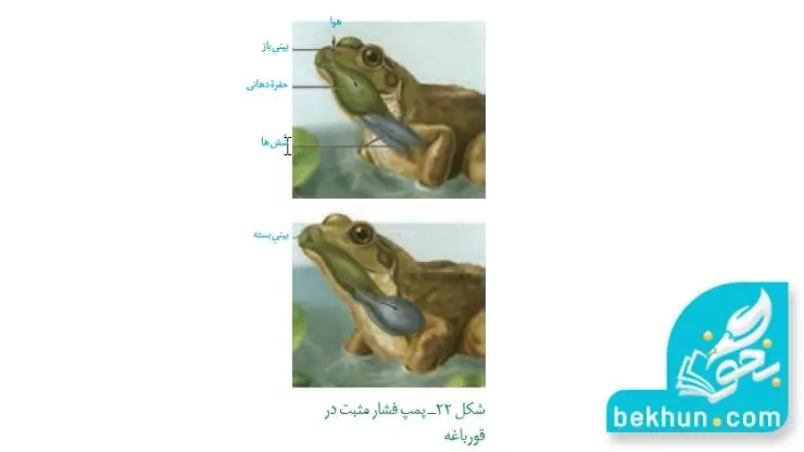 پمپ فشار مثبت تنفس ششی زیست دهم