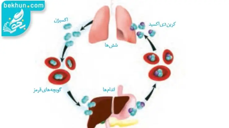 فرآیند تبادل گازها فصل سوم زیست دهم